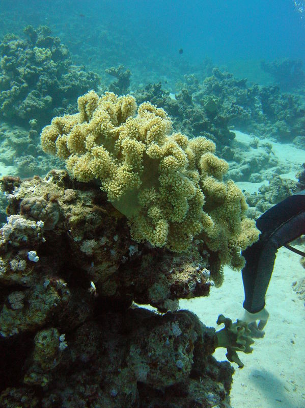 red sea_059.jpg